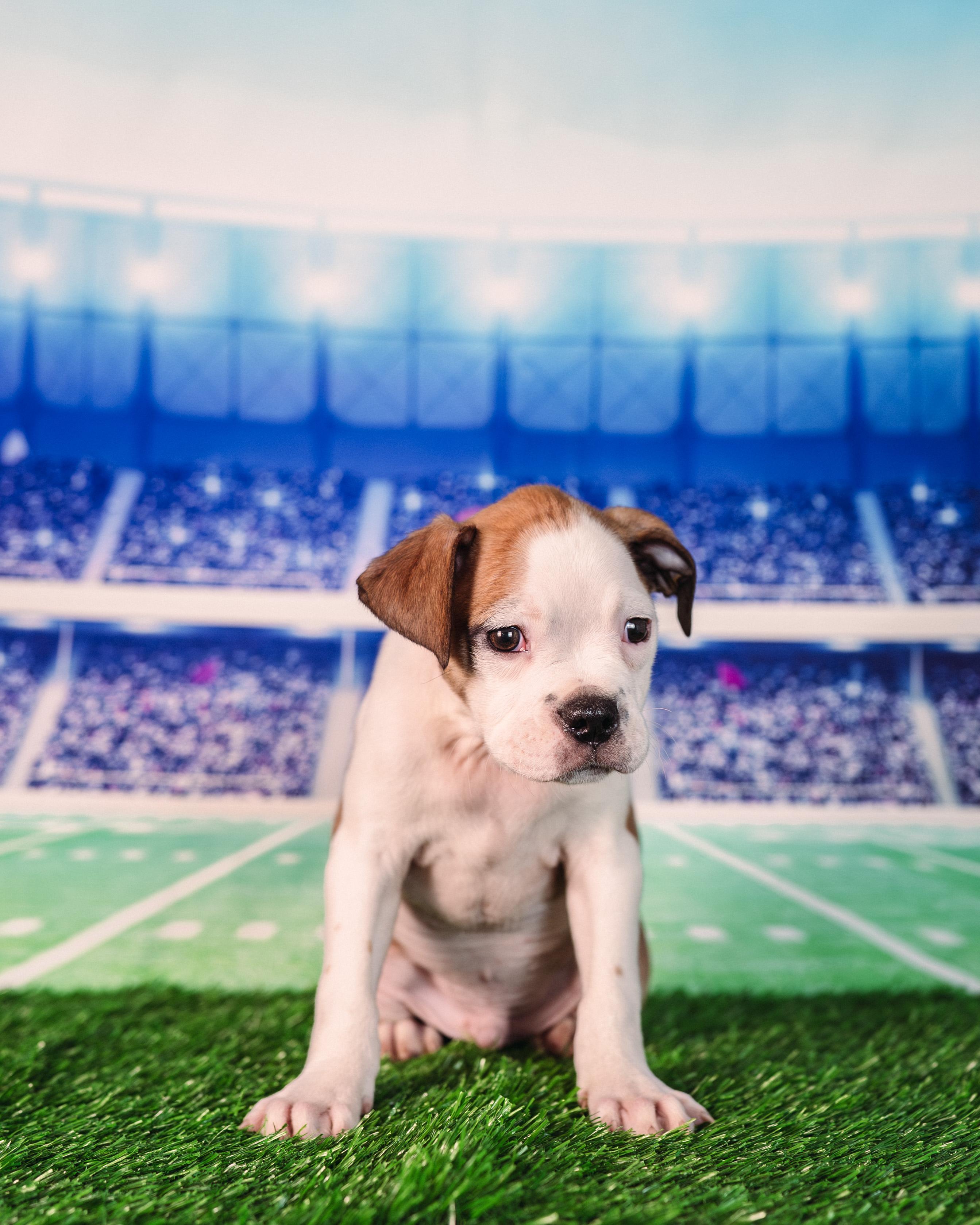 Campbell, adopted, Puppy Male Puggle & Boston Terrier.