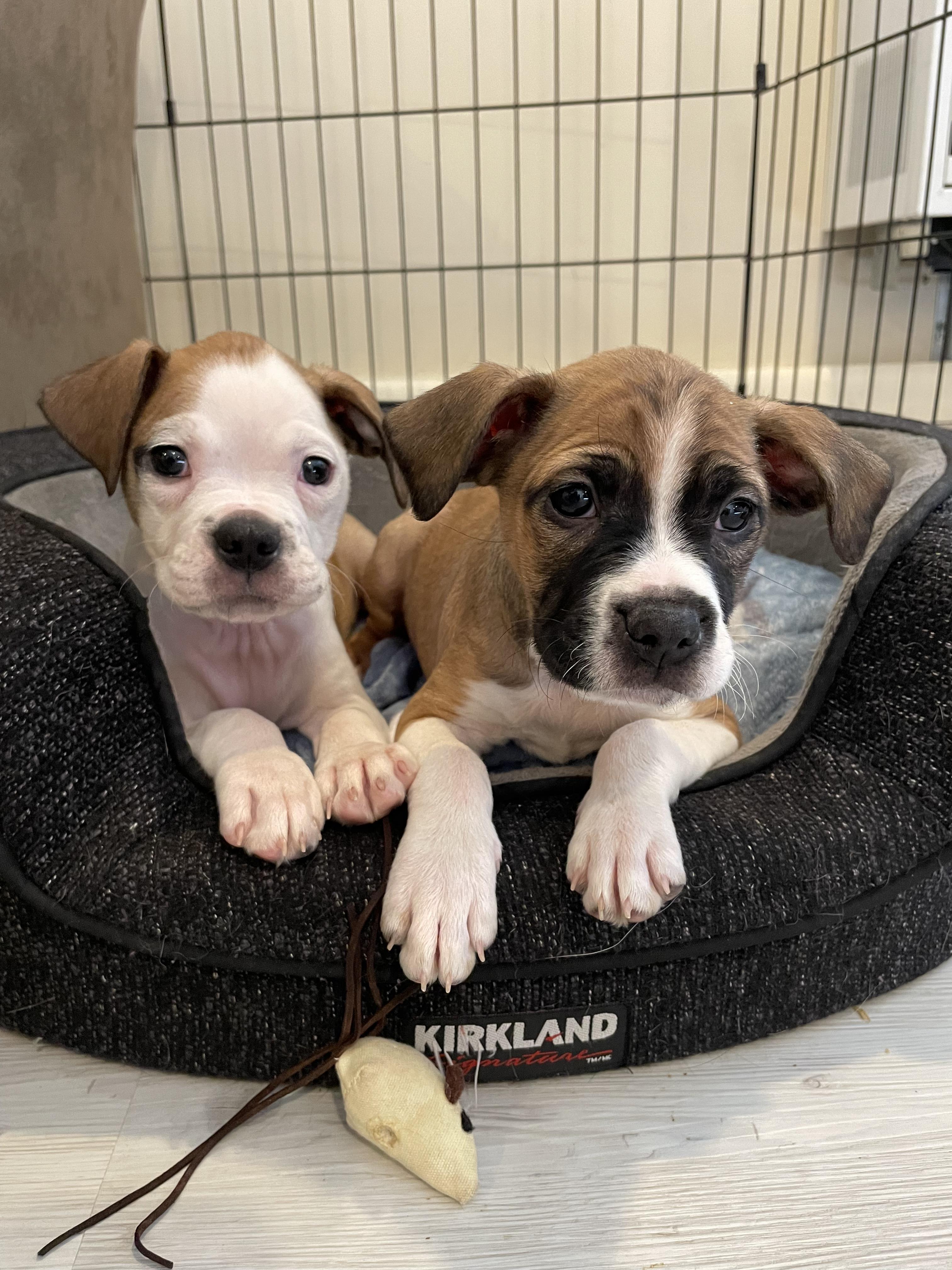 Campbell, an adopted mixed breed in Avon, CT image 2/5