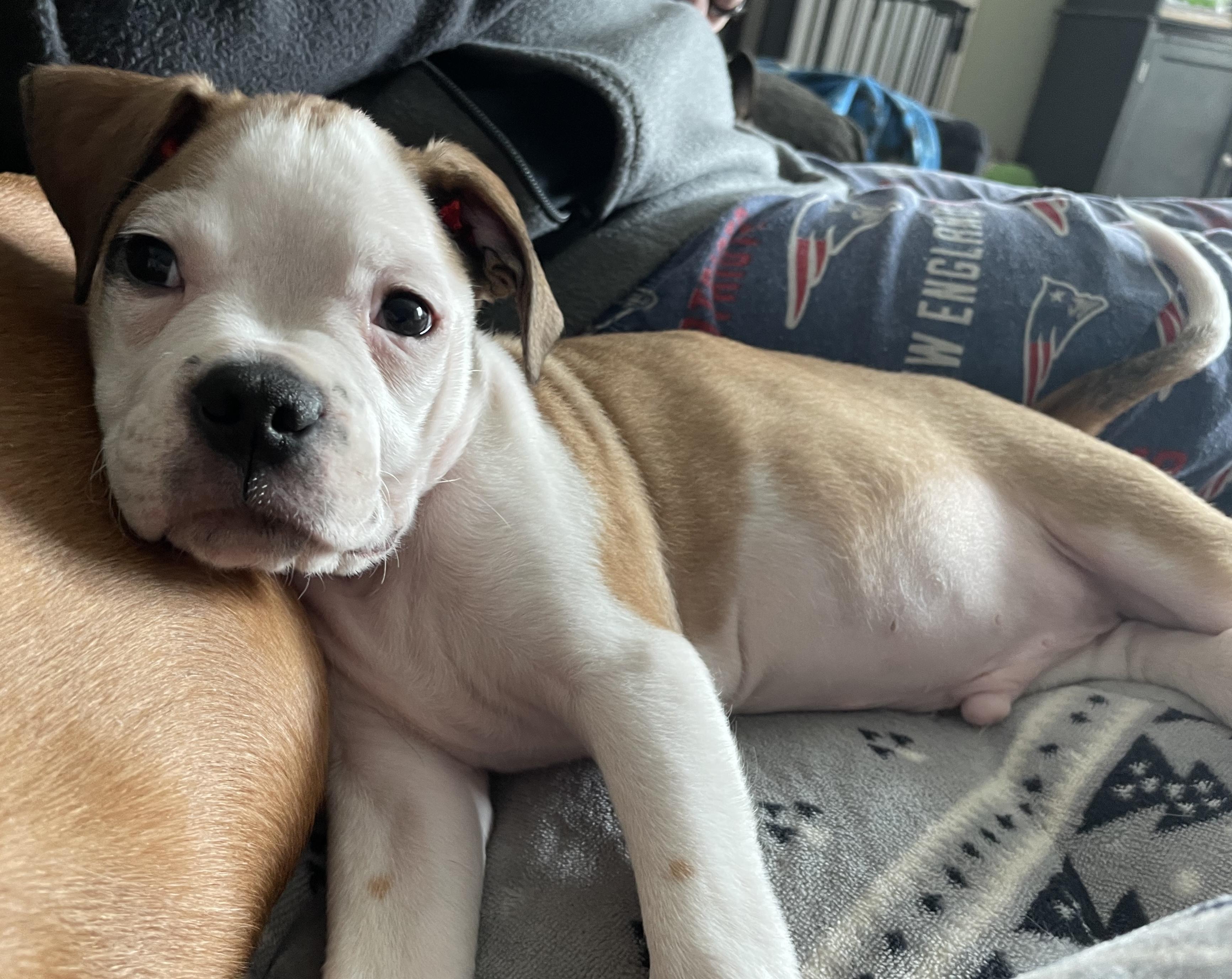 Campbell, an adopted mixed breed in Avon, CT image 4/5