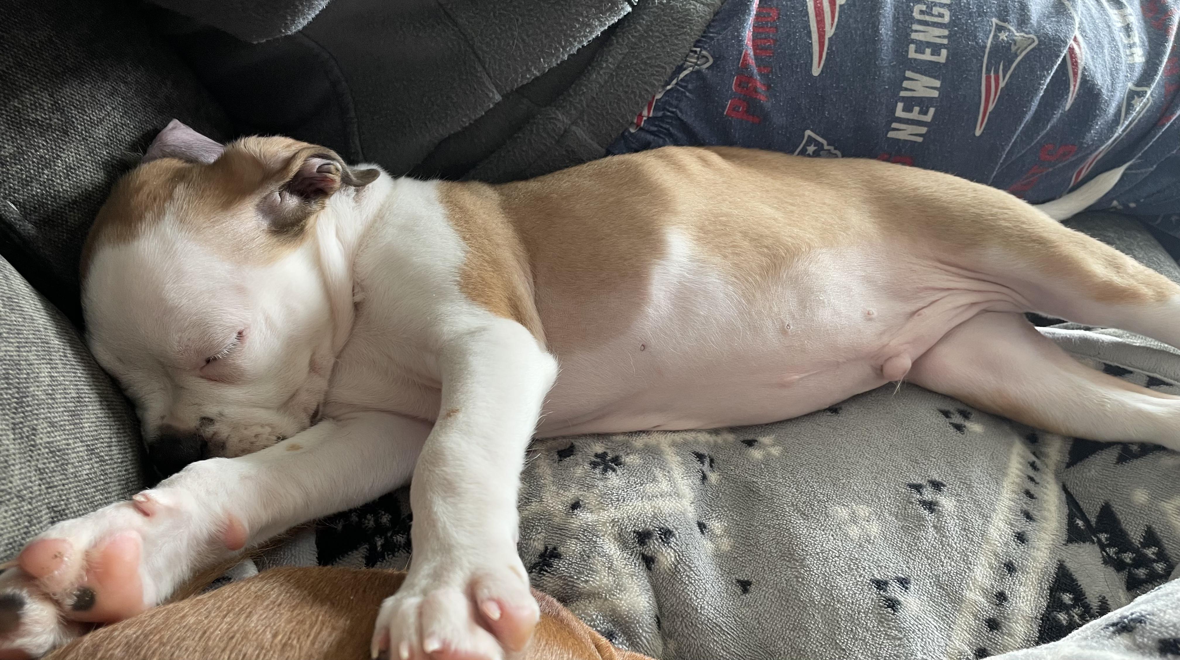 Campbell, an adopted mixed breed in Avon, CT image 5/5