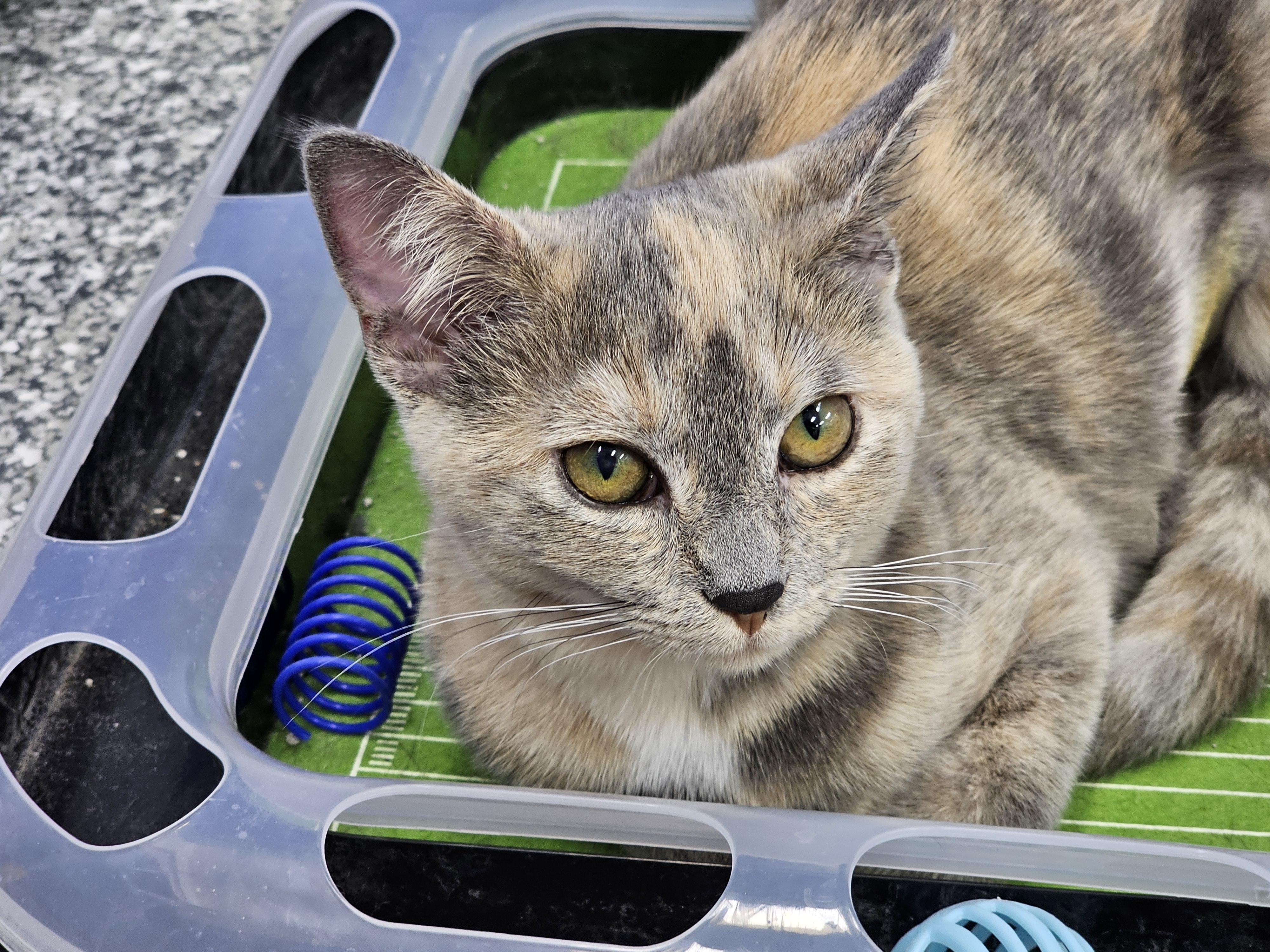 Enlarge Star, a Adoptable Domestic Short Hair in Dunkirk, NY image 3/4