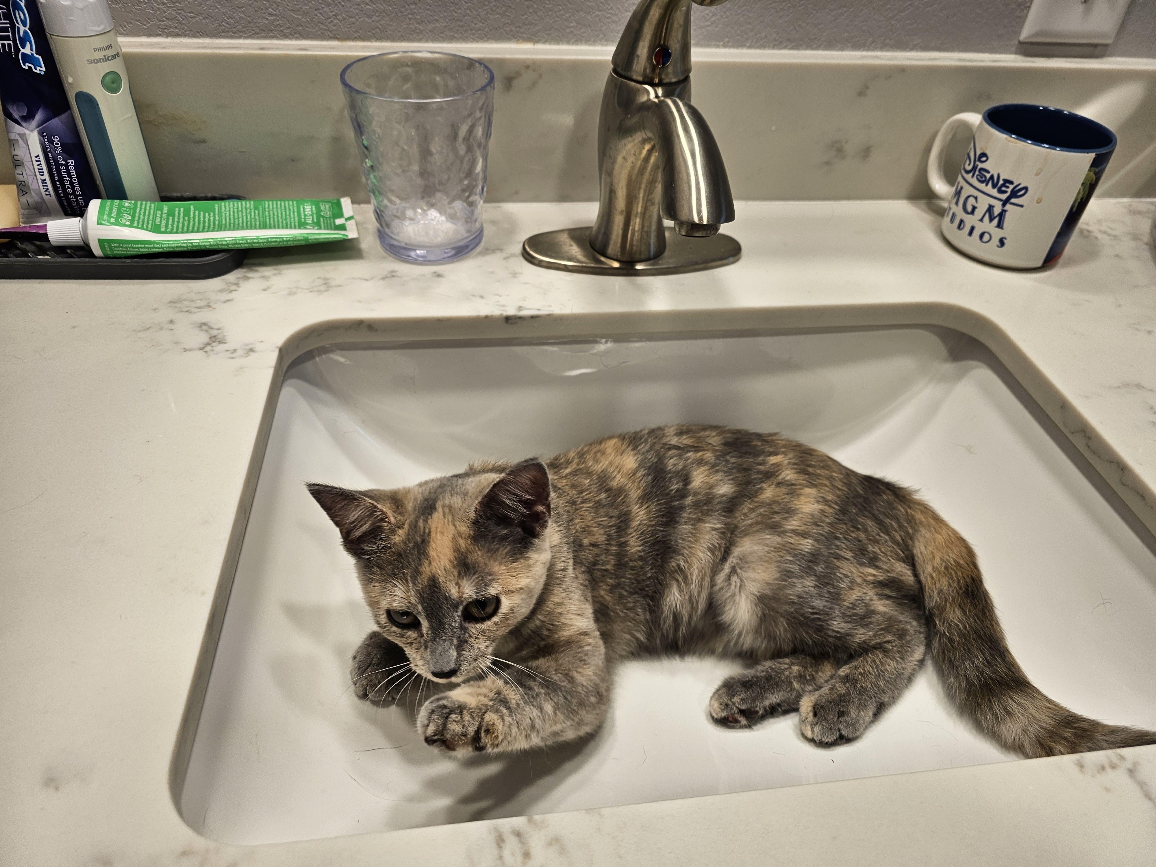 Enlarge Star, a Adoptable Domestic Short Hair in Dunkirk, NY image 2/4