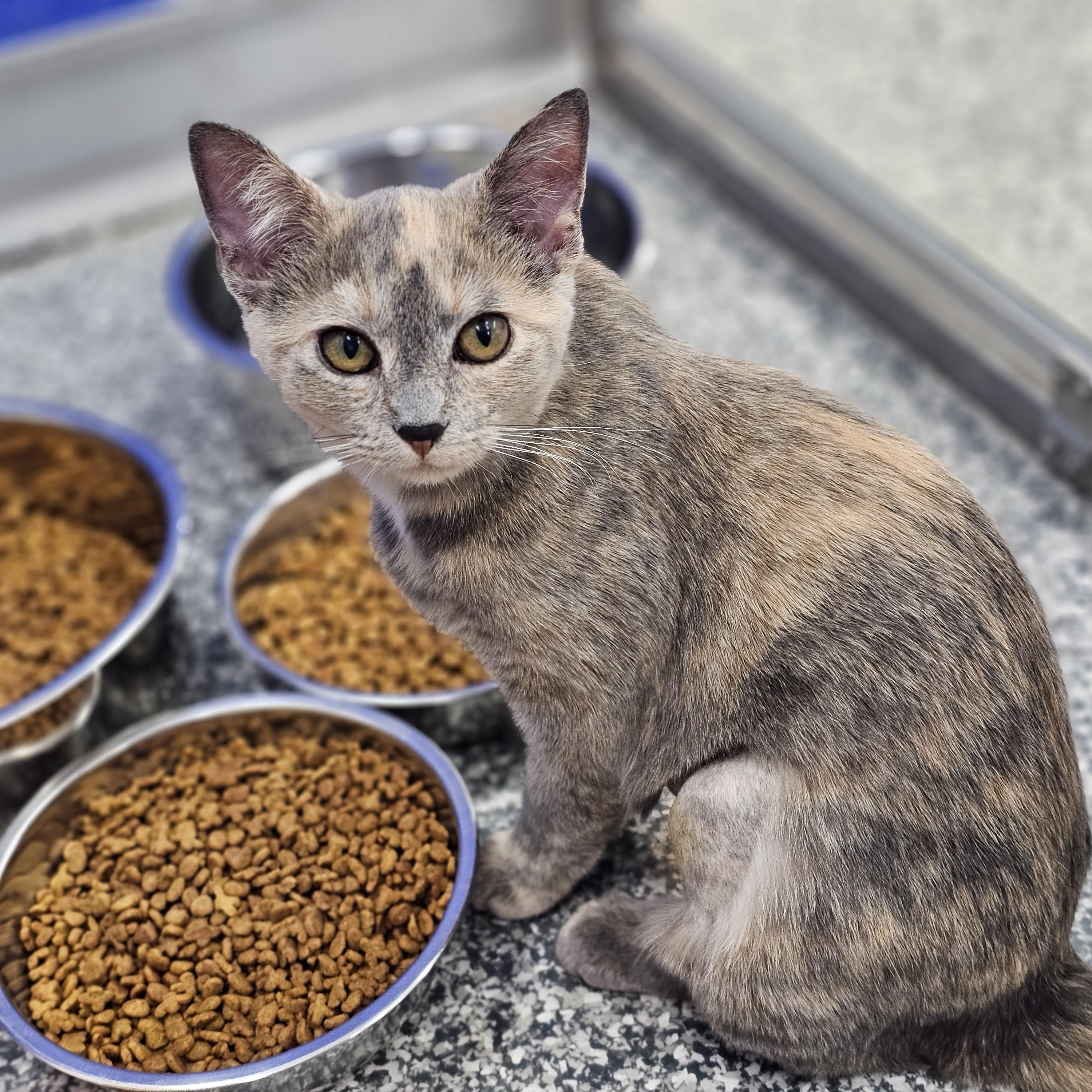 Star, Adoptable, Young Female Domestic Short Hair.
