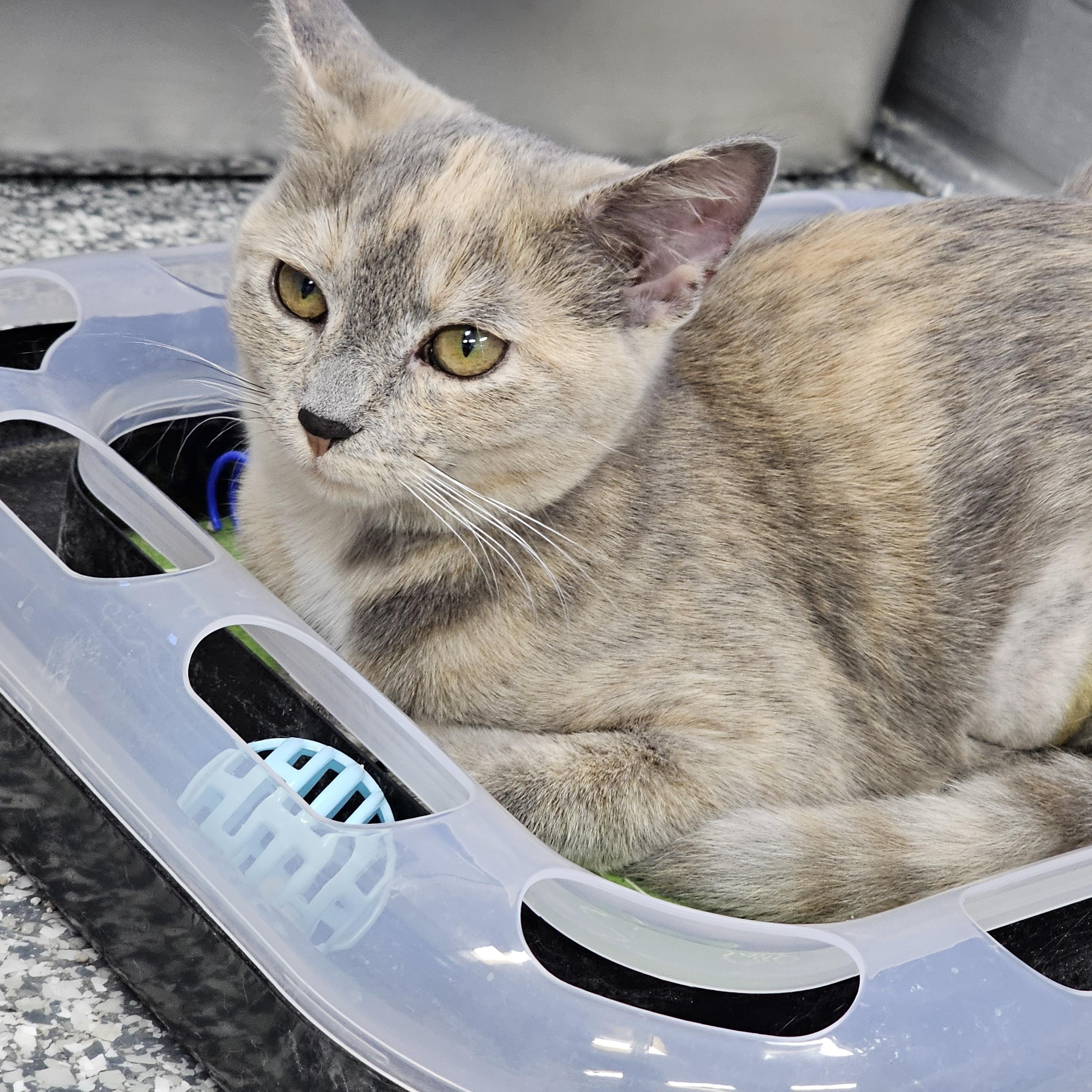Enlarge Star, a Adoptable Domestic Short Hair in Dunkirk, NY image 4/4