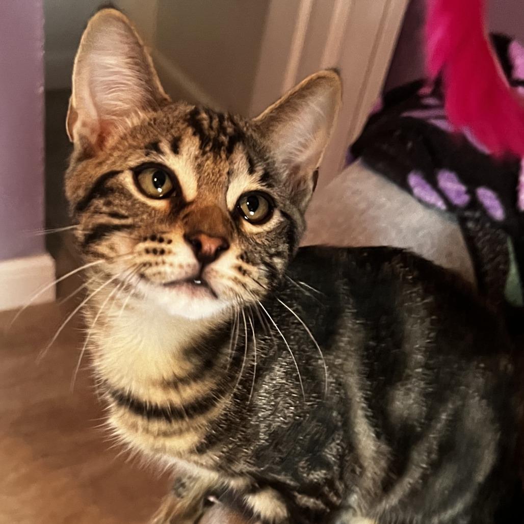 Enlarge Turtle, a ADOPTABLE Domestic Short Hair in Parkland, FL image 6/6