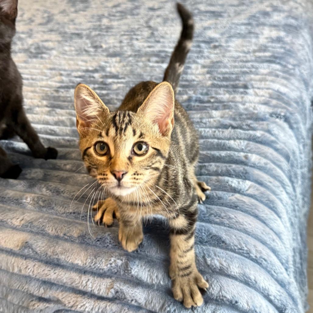 Enlarge Turtle, a ADOPTABLE Domestic Short Hair in Parkland, FL image 4/6