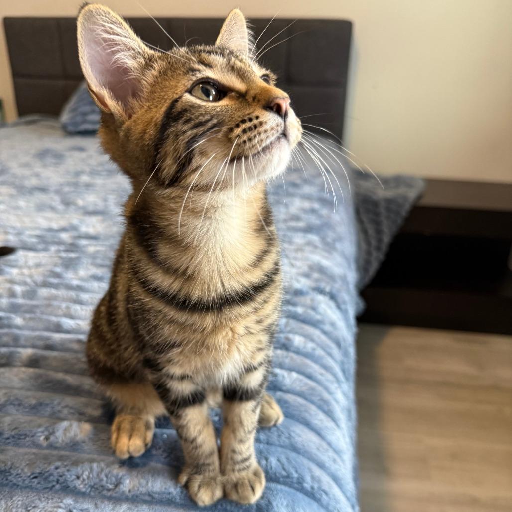 Enlarge Turtle, a ADOPTABLE Domestic Short Hair in Parkland, FL image 5/6