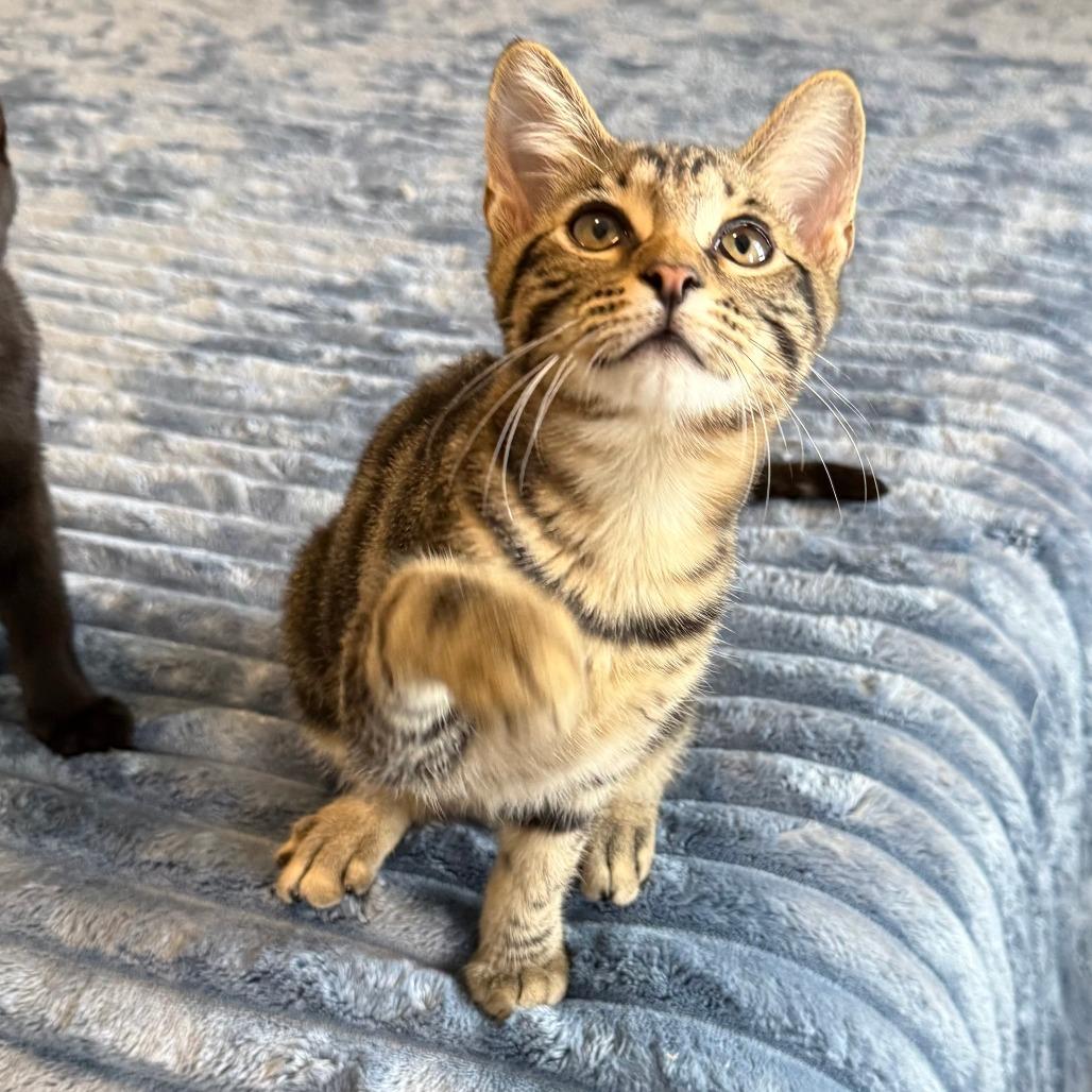 Enlarge Turtle, a ADOPTABLE Domestic Short Hair in Parkland, FL image 1/6