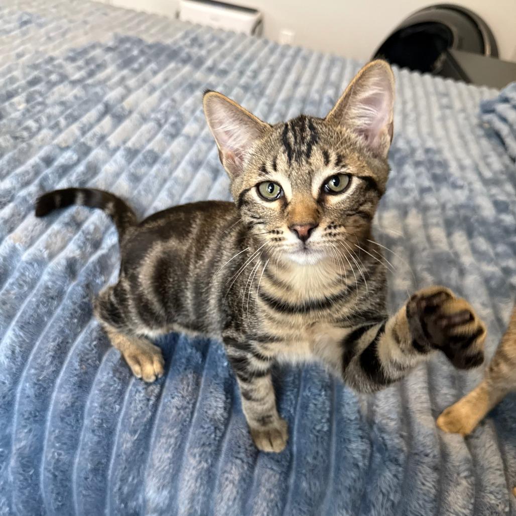 Enlarge Turtle, a ADOPTABLE Domestic Short Hair in Parkland, FL image 3/6