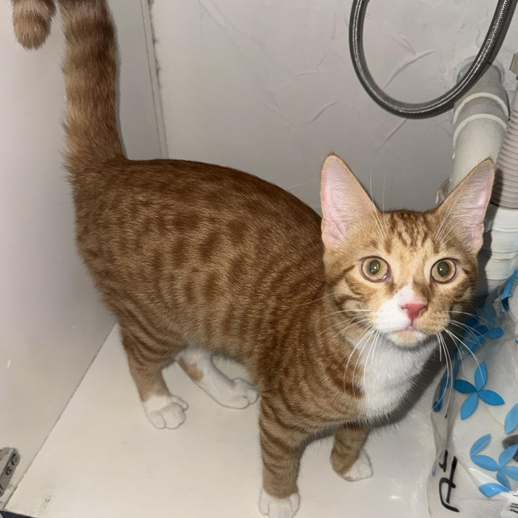 Dior, Adoptable, Young Male Domestic Short Hair.