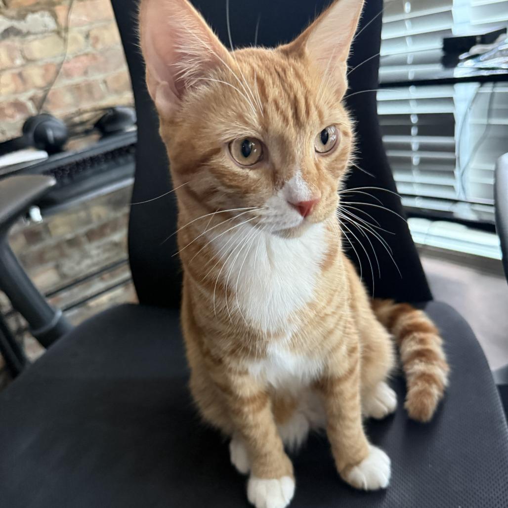 Enlarge Dior, a Adoptable Domestic Short Hair in Prosper, TX image 2/2