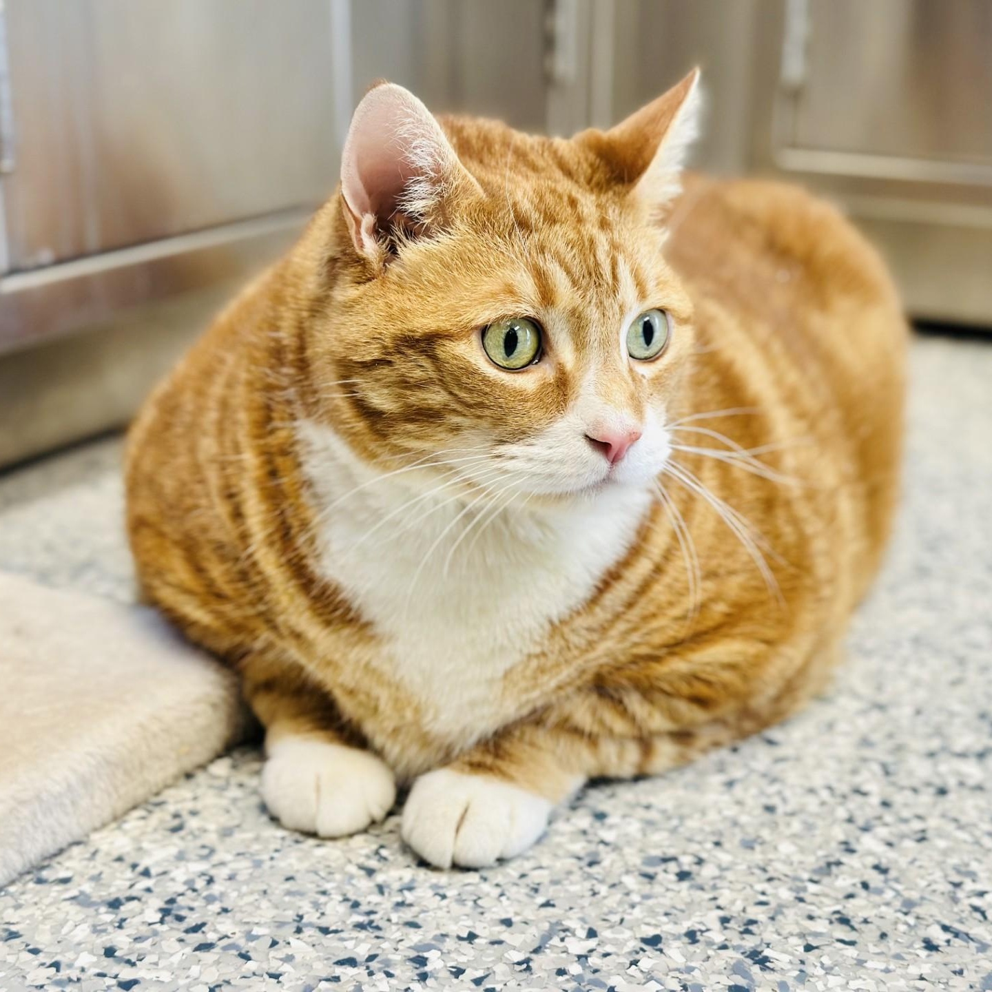 Enlarge Sky, a ADOPTABLE Domestic Short Hair in Manahawkin, NJ image 1/2