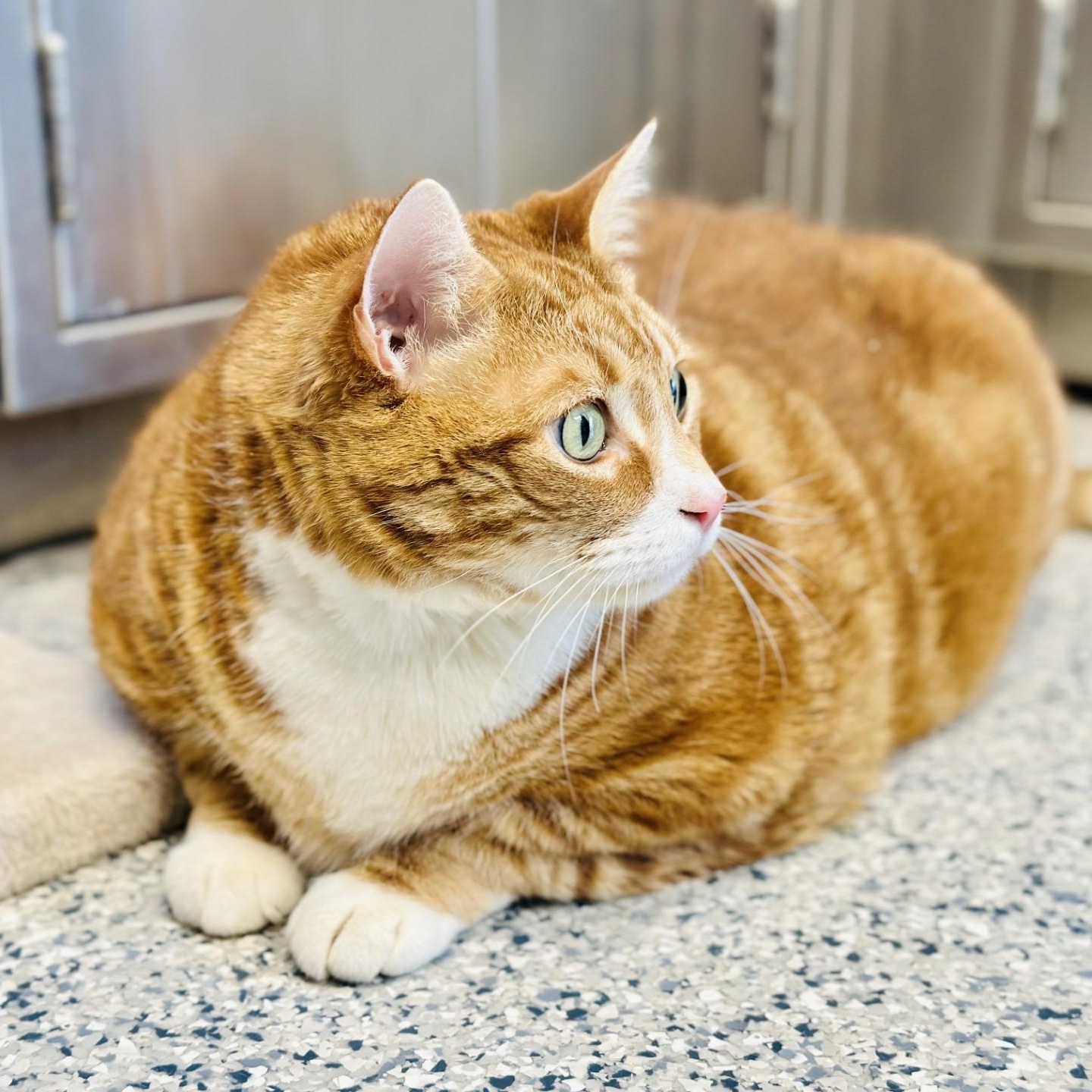 Enlarge Sky, a ADOPTABLE Domestic Short Hair in Manahawkin, NJ image 2/2