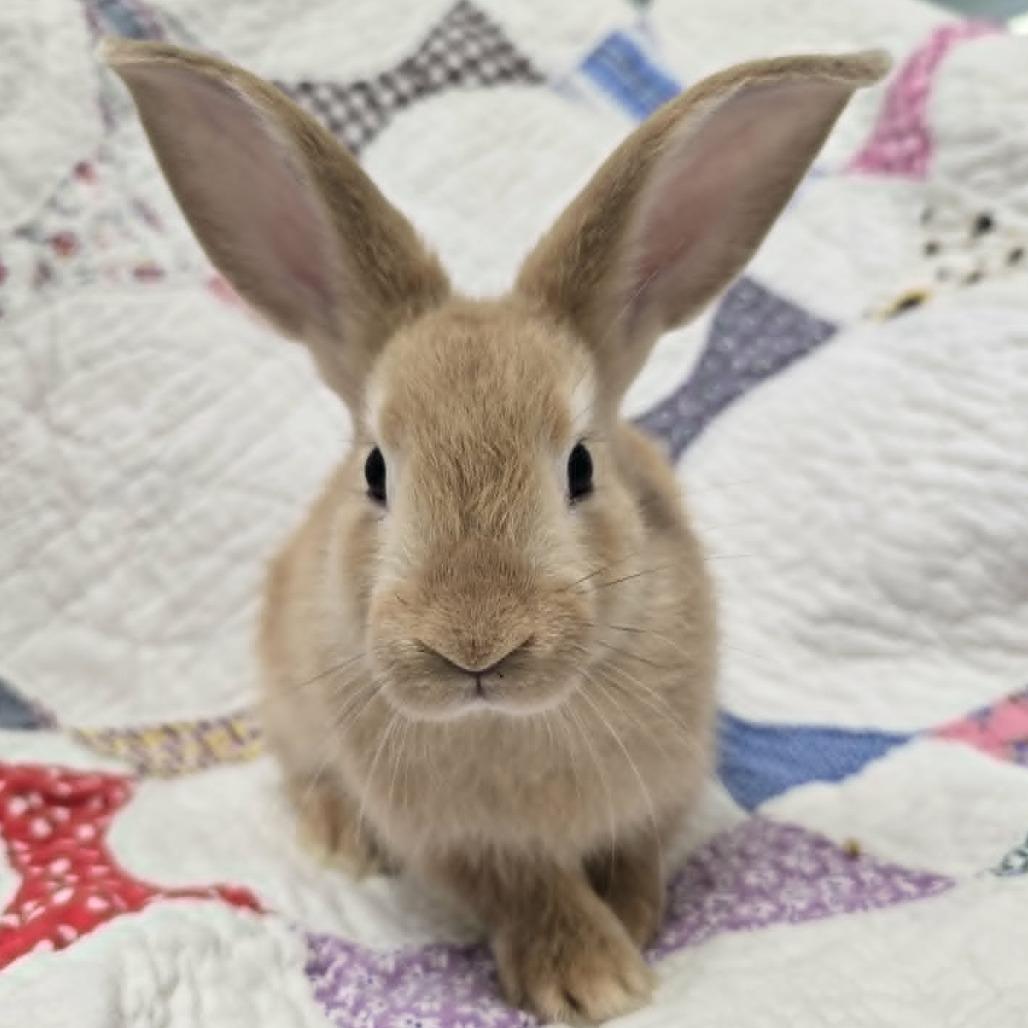 Enlarge Ralsei, a Adoptable mixed breed in Evansville, IN image 1/3