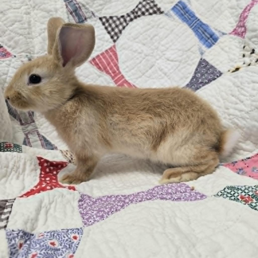 Enlarge Ralsei, a Adoptable mixed breed in Evansville, IN image 2/3