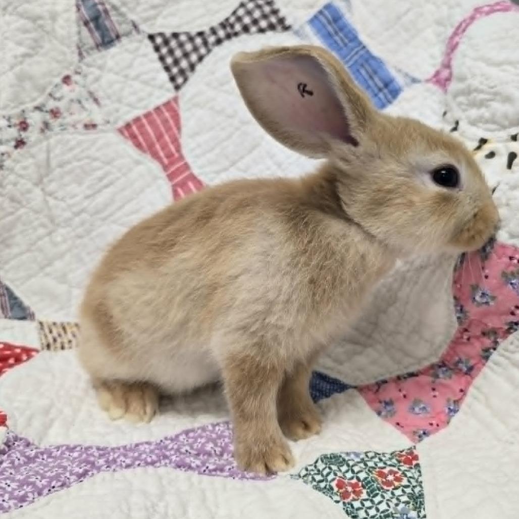 Enlarge Ralsei, a Adoptable mixed breed in Evansville, IN image 3/3