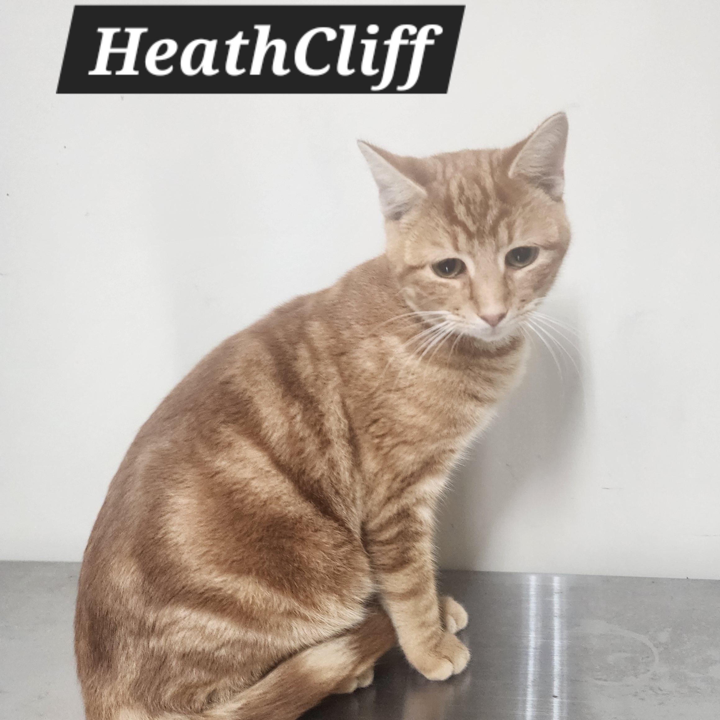 Heathcliff, Adoptable, Adult Male Domestic Short Hair.