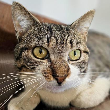 Zeke, Adoptable, Adult Male Domestic Short Hair.