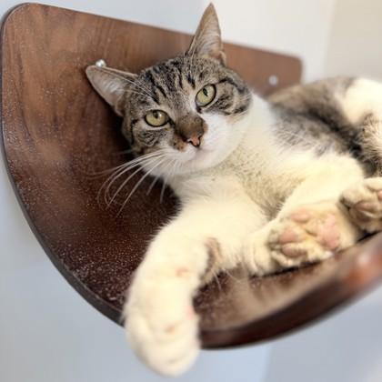 Zeke, a Adoptable mixed breed in Atlanta, GA image 2/2