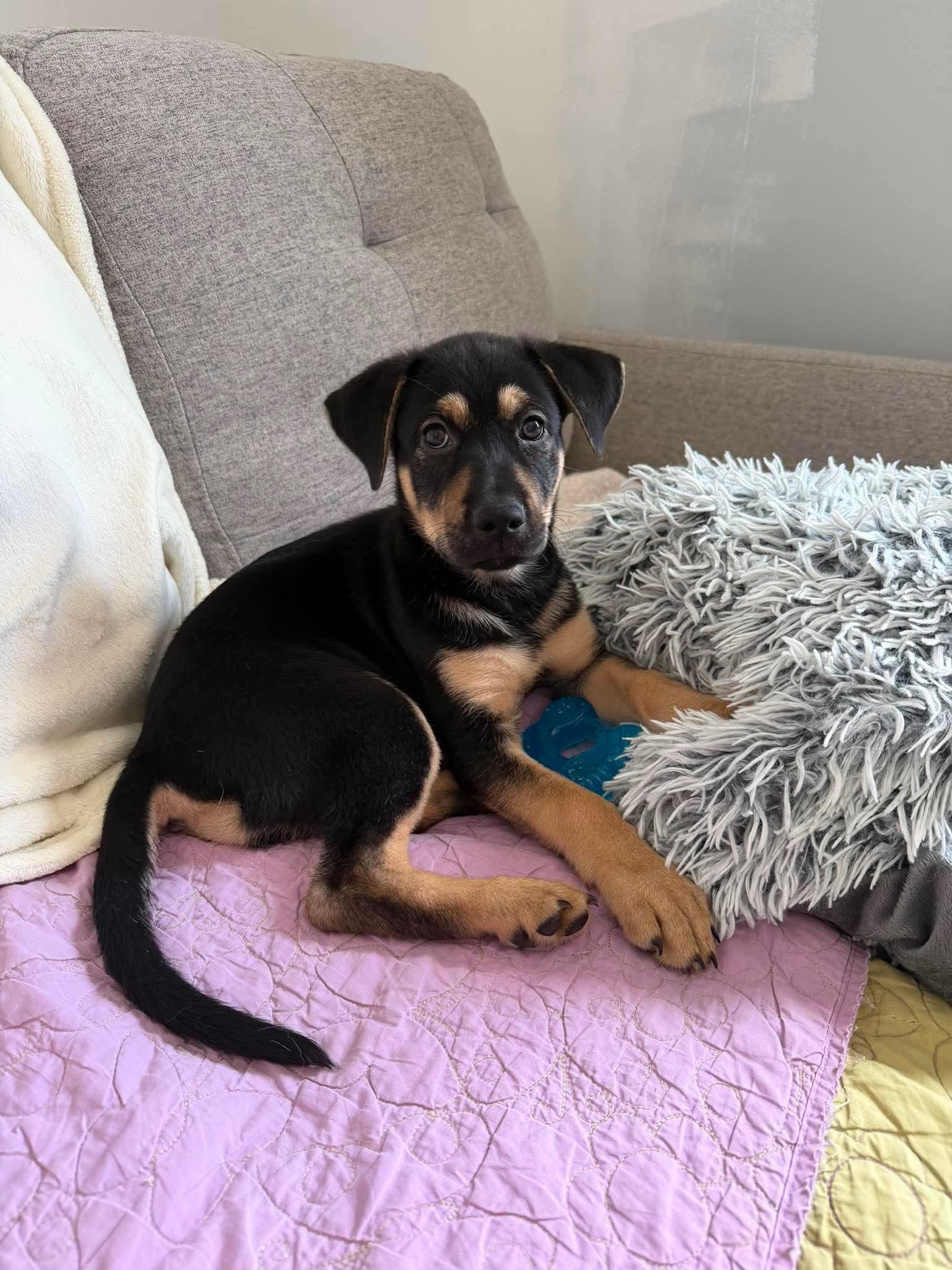 Xena, ADOPTABLE, Puppy Female Shepherd & Labrador Retriever.