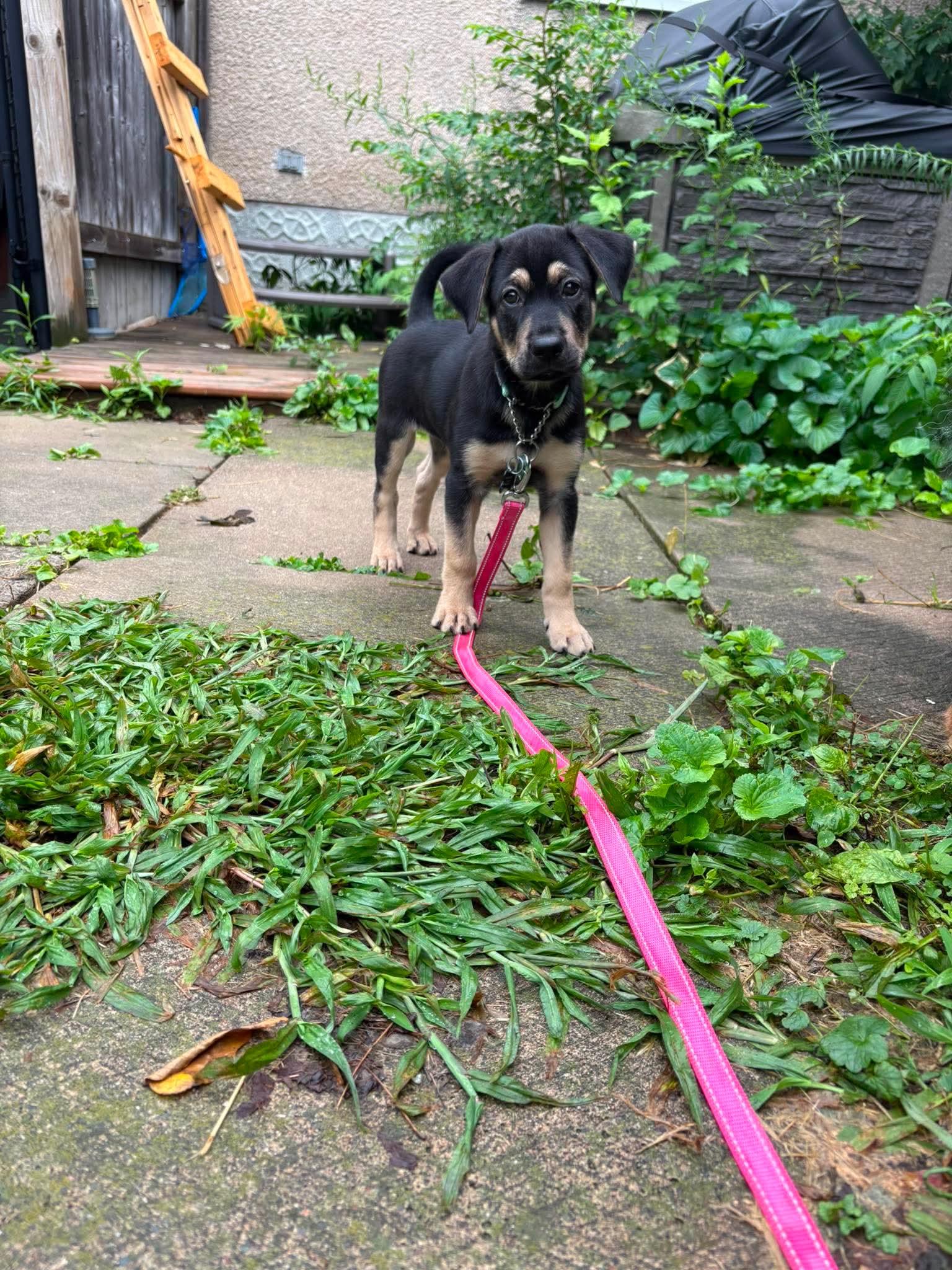 Xena, a ADOPTABLE mixed breed in Port Colborne , ON image 6/6