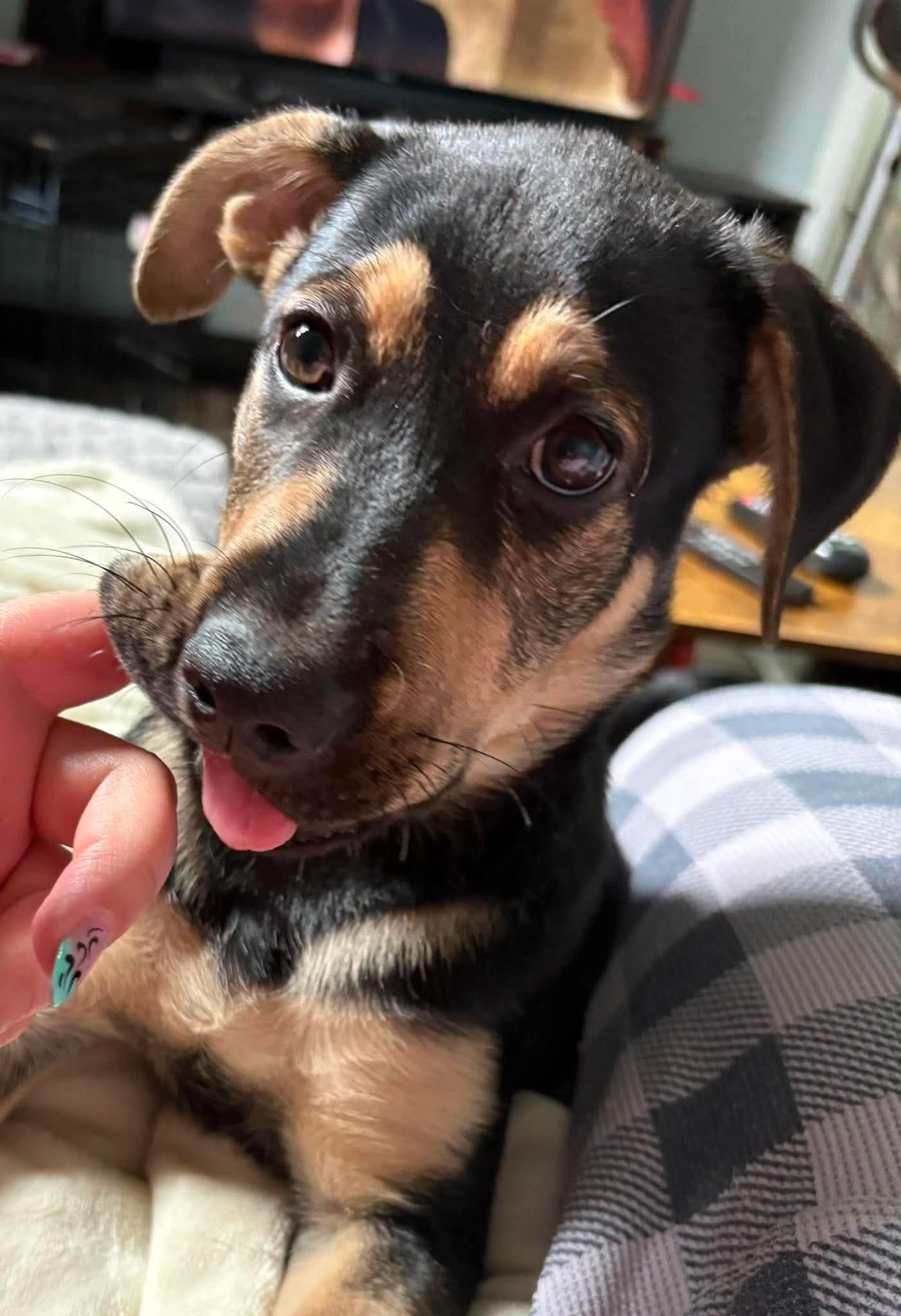 Enlarge Xena, a ADOPTABLE mixed breed in Port Colborne , ON image 6/6