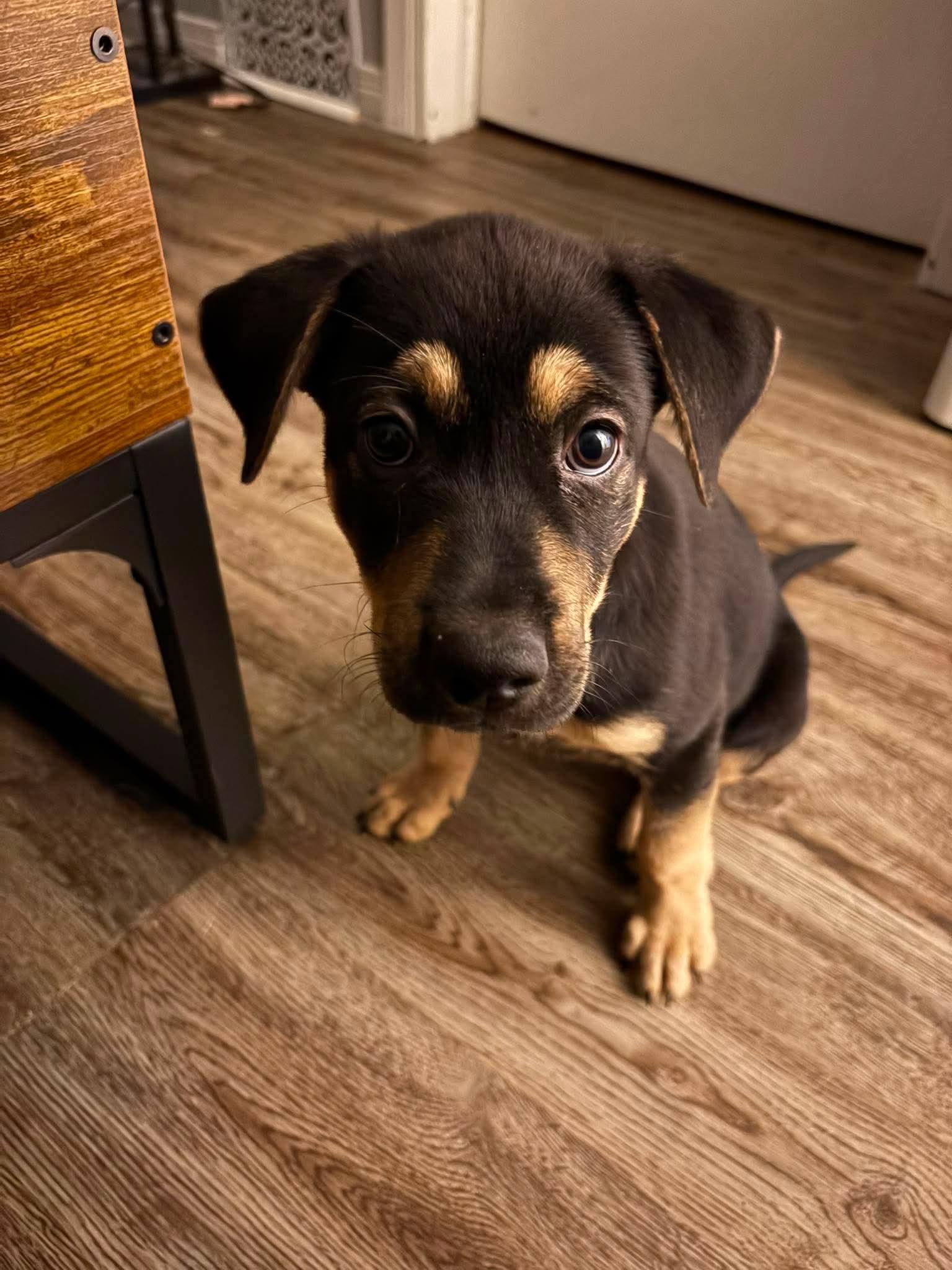 Xena, a ADOPTABLE mixed breed in Port Colborne , ON image 5/6