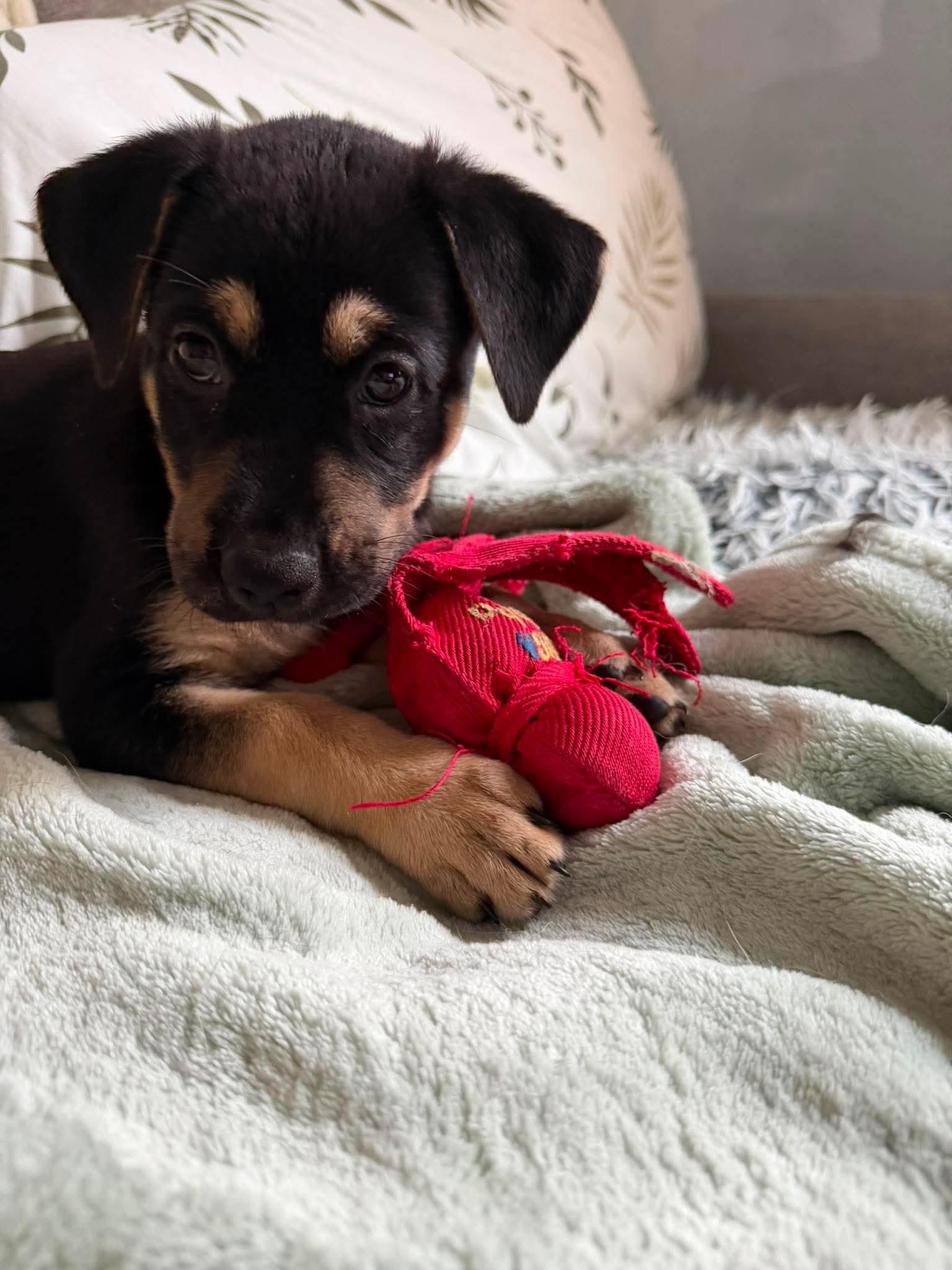 Xena, a ADOPTABLE mixed breed in Port Colborne , ON image 3/6