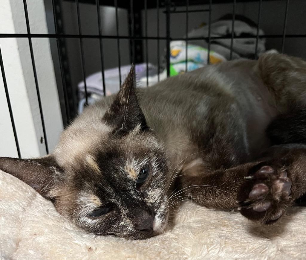 Enlarge Mystique, a Adoptable mixed breed in Thompson Falls, MT image 1/2