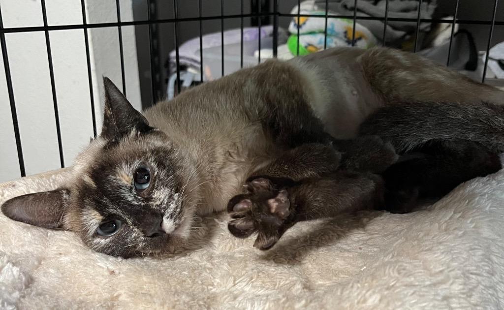 Enlarge Mystique, a Adoptable mixed breed in Thompson Falls, MT image 1/2