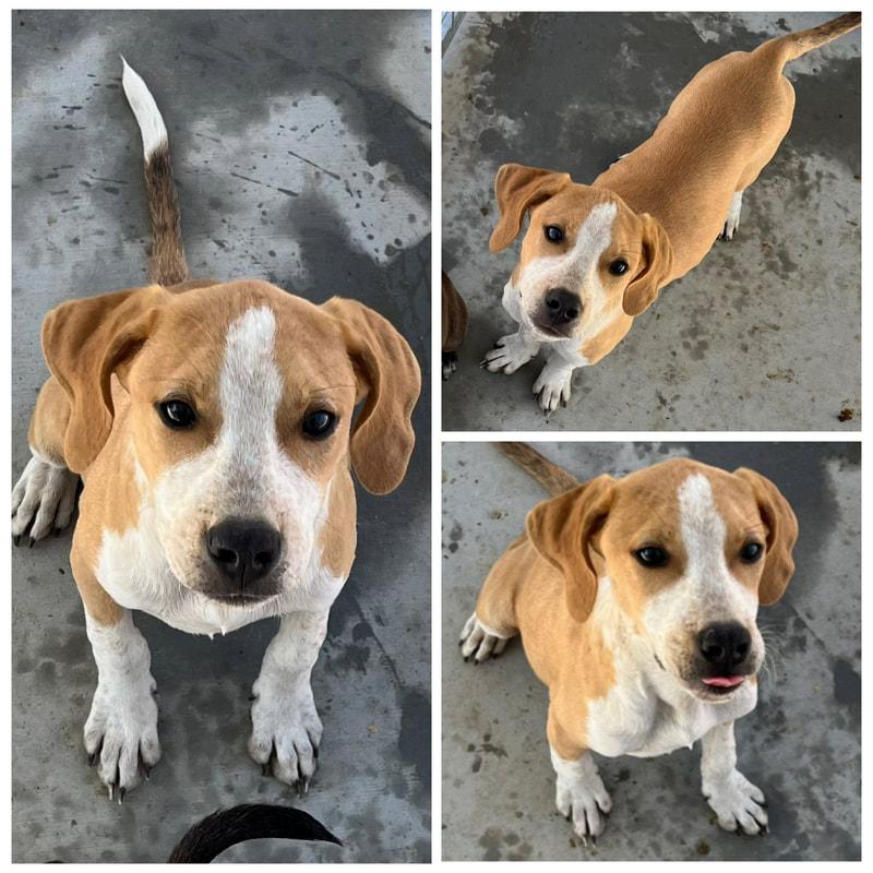 Boomer, Adoptable, Young Male Mixed Breed.