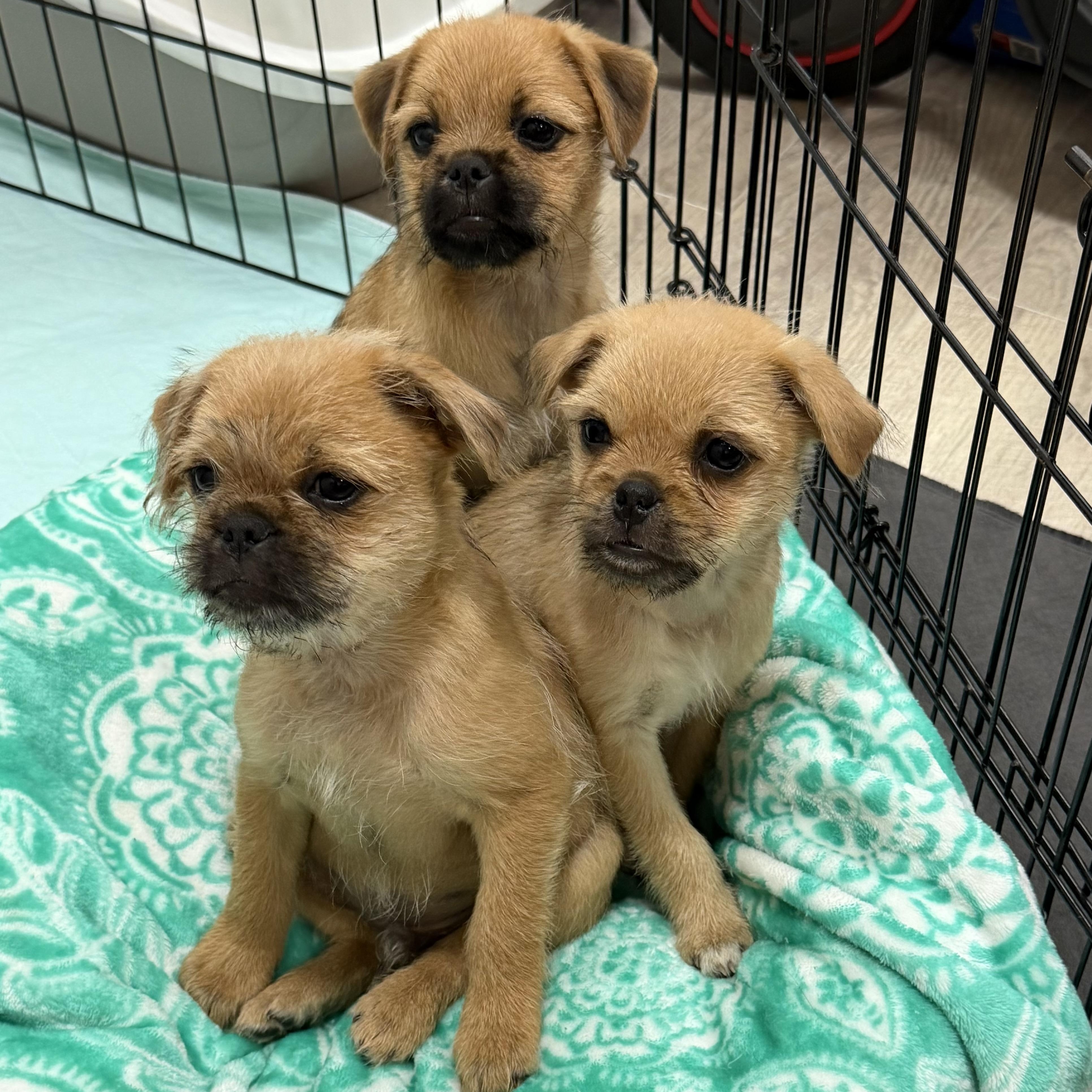 Enlarge Prissy, a Adoptable mixed breed in Hamilton , NJ image 1/1