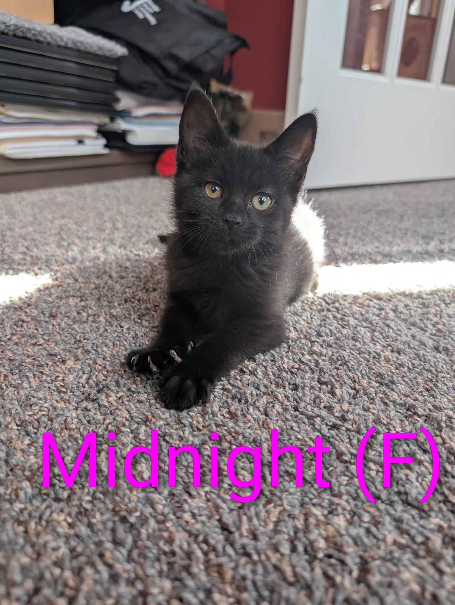 Enlarge Midnight, an adopted Domestic Short Hair in Wadsworth, OH image 1/2