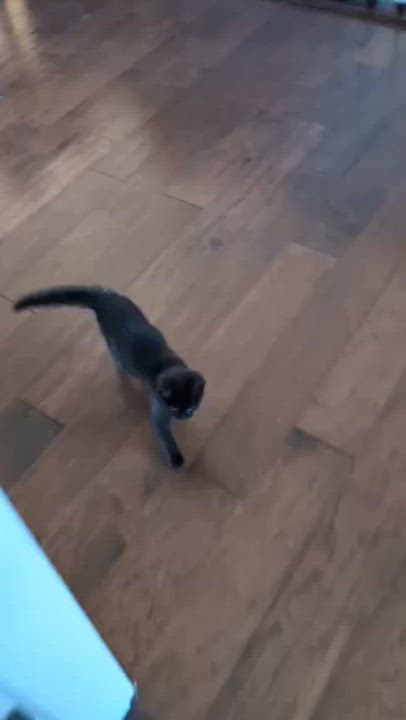 Enlarge Midnight, an adopted Domestic Short Hair in Wadsworth, OH video 2/2