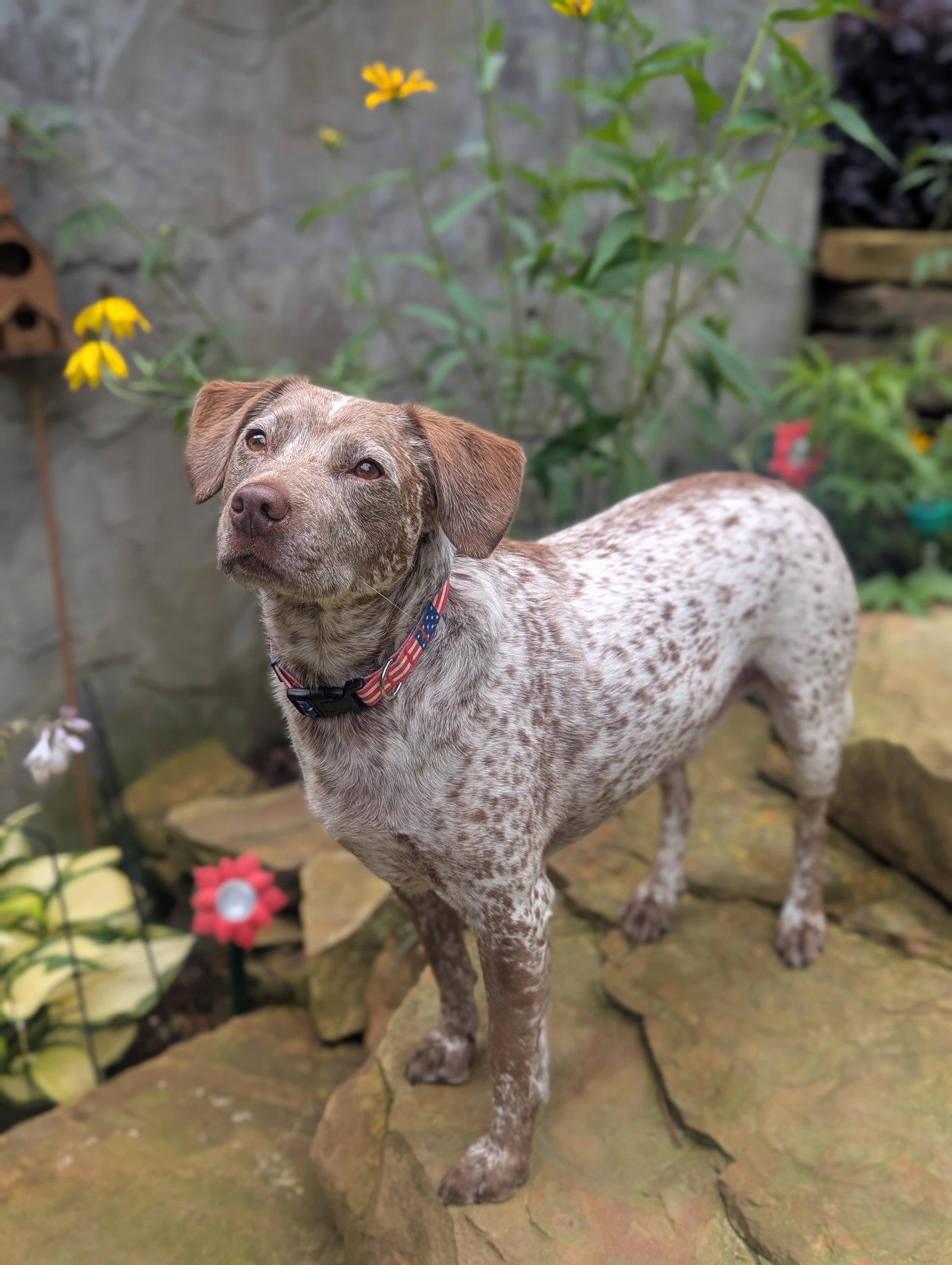 Dallas - *COURTESY LISTING*, a Adoptable mixed breed in Cookeville, TN image 1/3