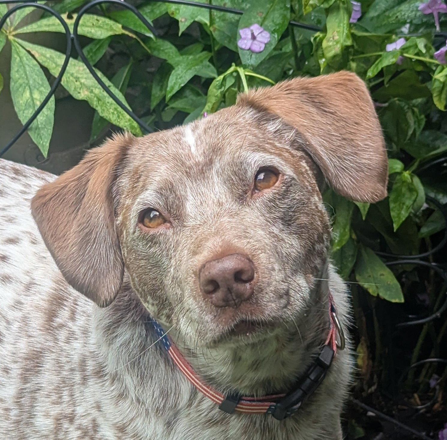 Dallas - *COURTESY LISTING*, a Adoptable mixed breed in Cookeville, TN image 2/3