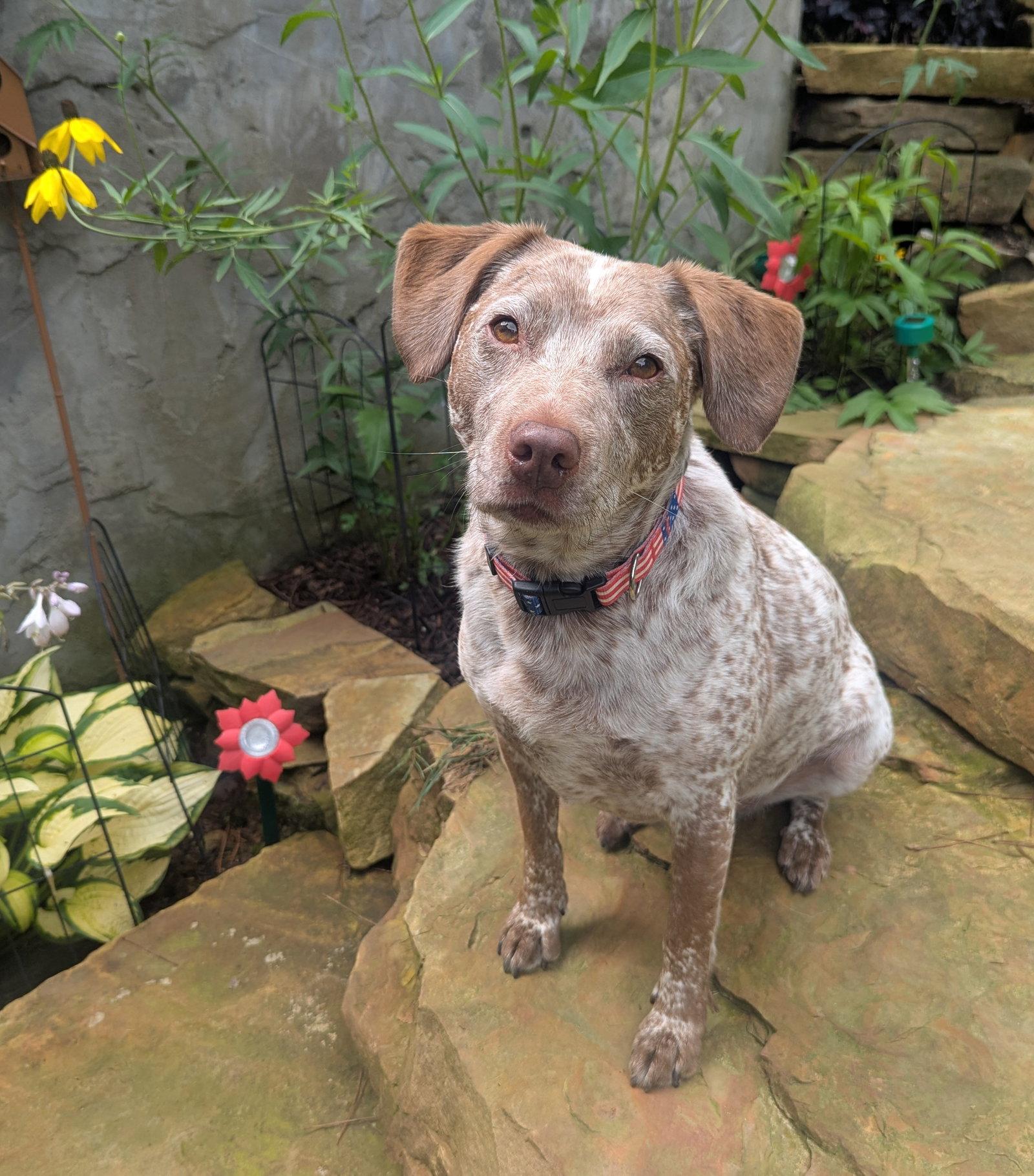 Dallas - *COURTESY LISTING*, a Adoptable mixed breed in Cookeville, TN image 3/3