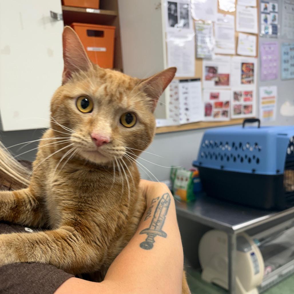 Pumpkin, Adoptable, Young Male Domestic Short Hair.
