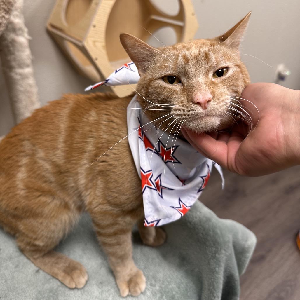 Enlarge Pumpkin, a Adoptable Domestic Short Hair in Spokane, WA image 2/3