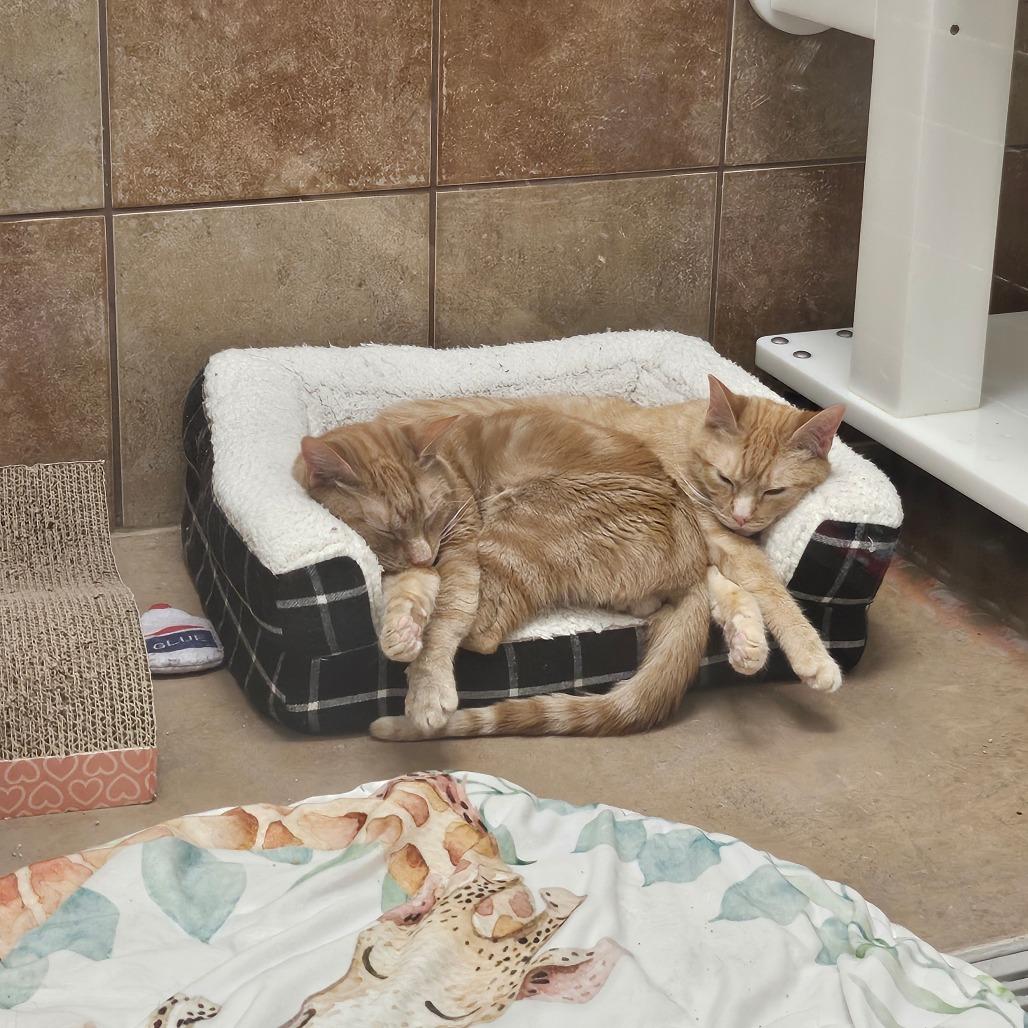 Enlarge Pumpkin, a Adoptable Domestic Short Hair in Spokane, WA image 3/3