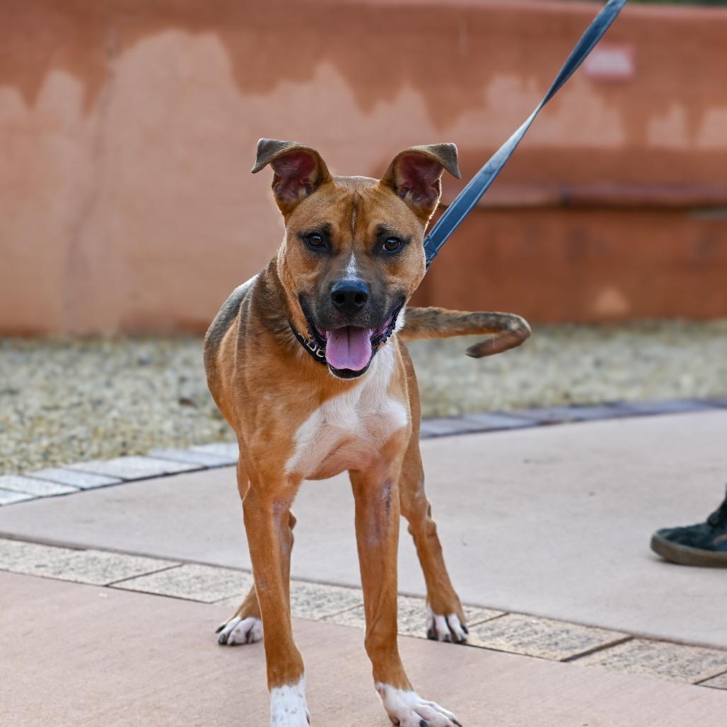 Theo, Adoptable, Young Male American Staffordshire Terrier.