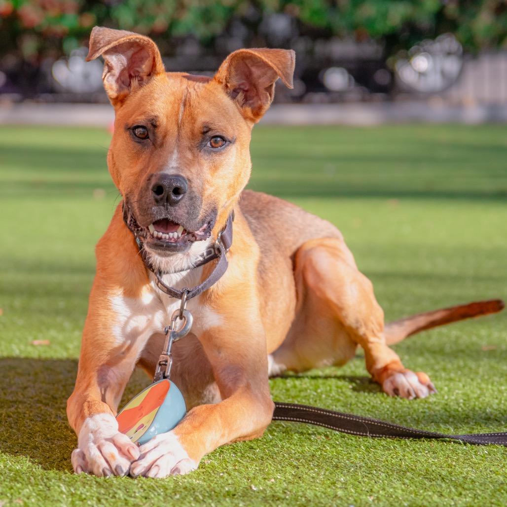 Theo, a Adoptable American Staffordshire Terrier in Albuquerque, NM image 4/6
