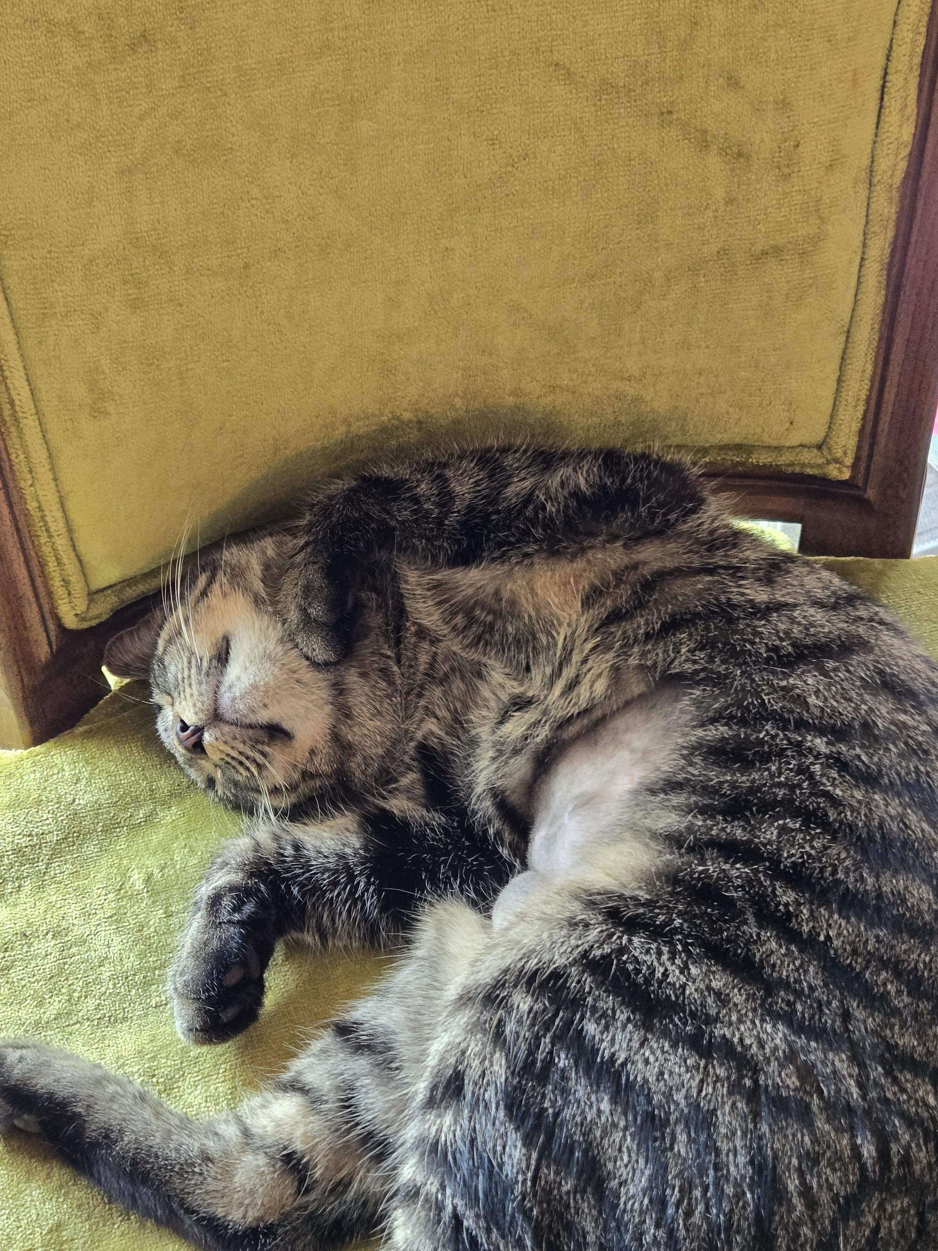 Willow