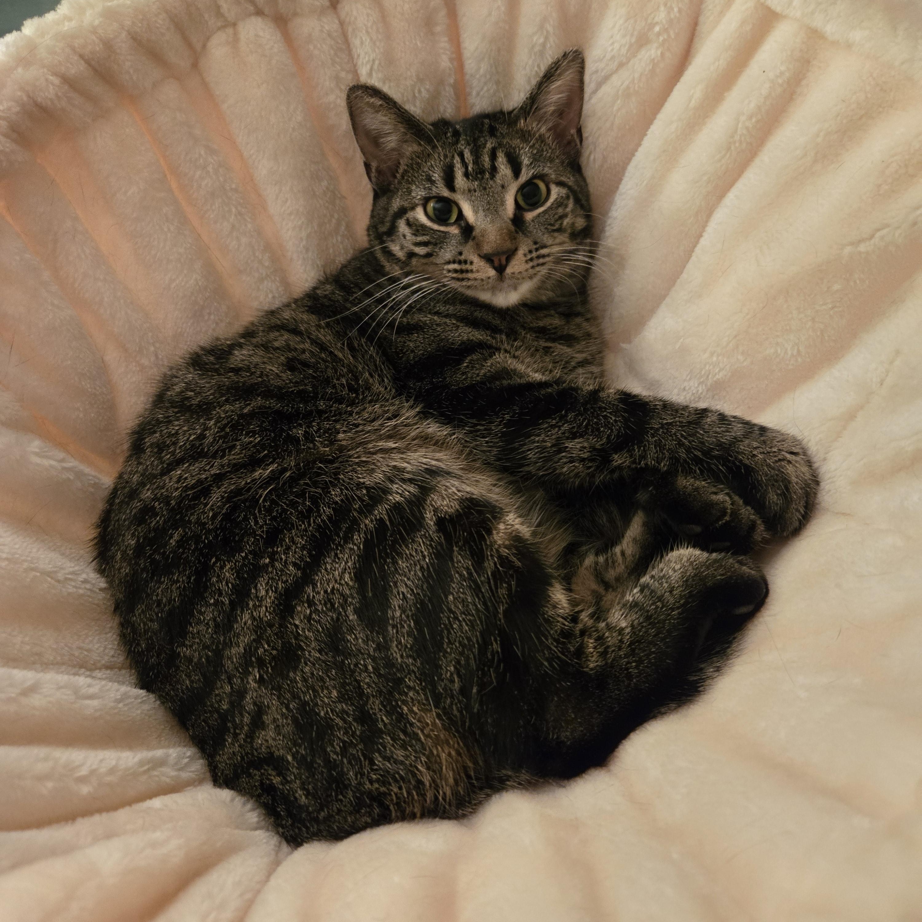 Enlarge Willow, an adopted Domestic Short Hair in Farmington, MN image 1/5