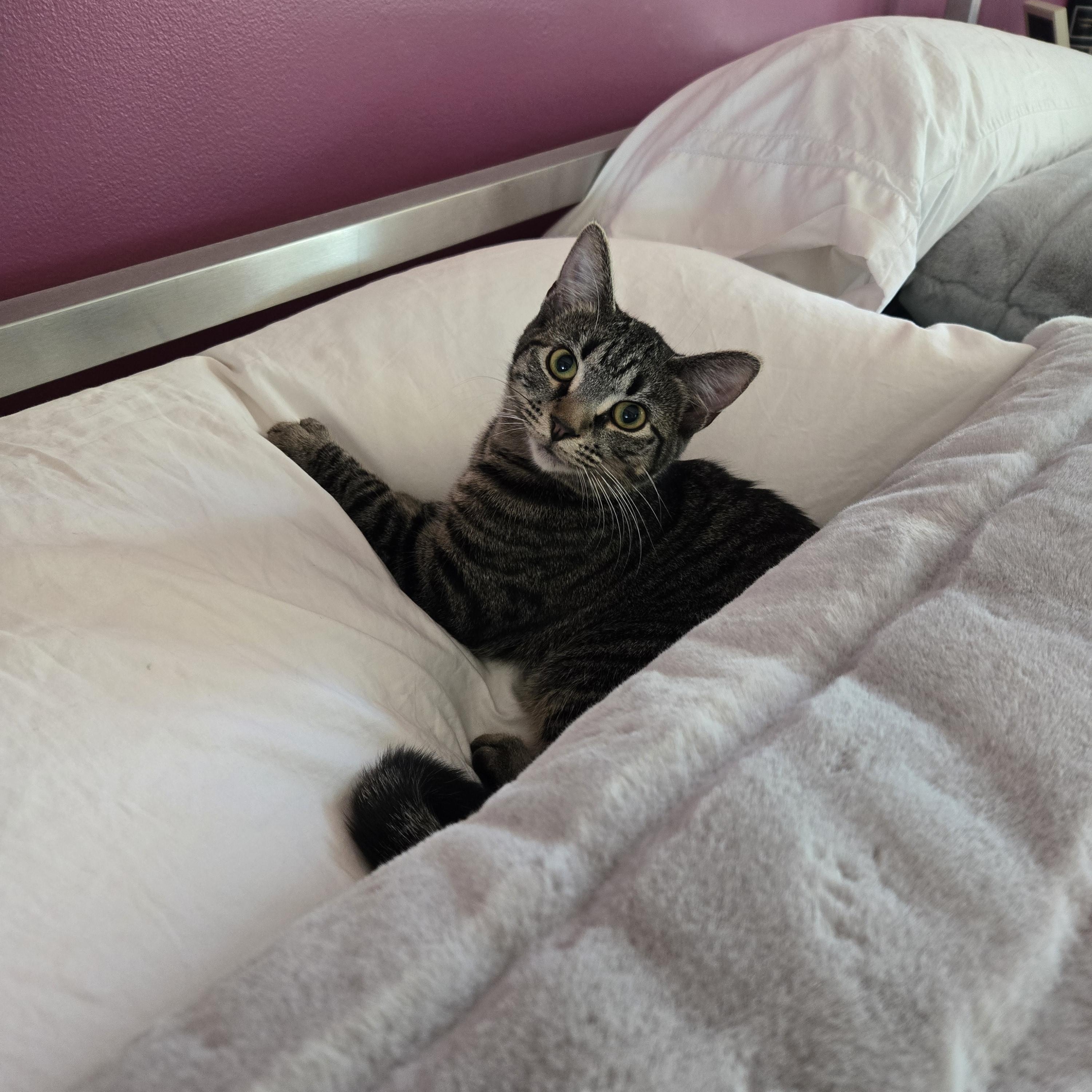 Willow