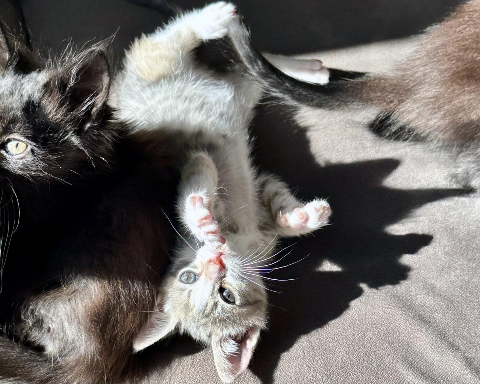 Freya (bonded with Banjo), a Adoptable Domestic Short Hair in San Francisco, CA image 2/6
