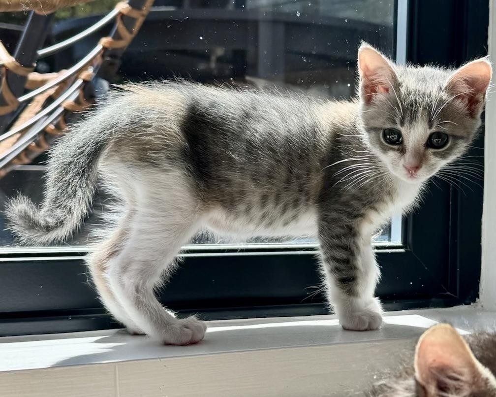 Enlarge Freya, a Adoptable Domestic Short Hair in San Francisco, CA image 3/6