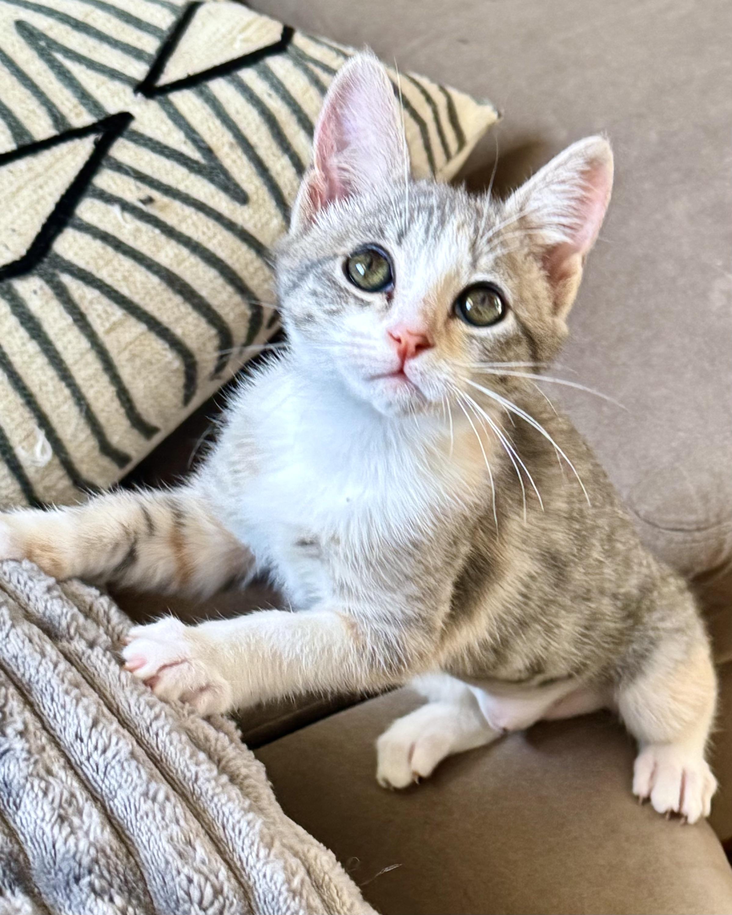 Enlarge Freya, a Adoptable Domestic Short Hair in San Francisco, CA image 4/6