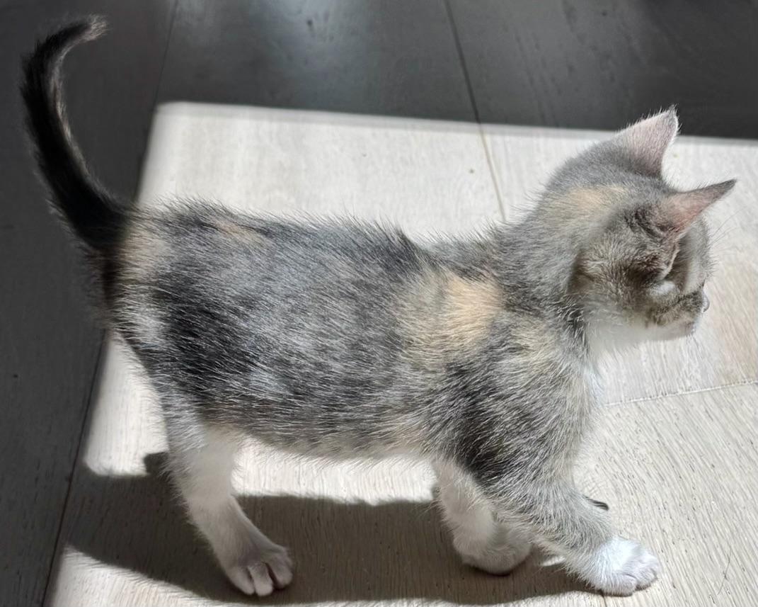 Enlarge Freya, a Adoptable Domestic Short Hair in San Francisco, CA image 5/6