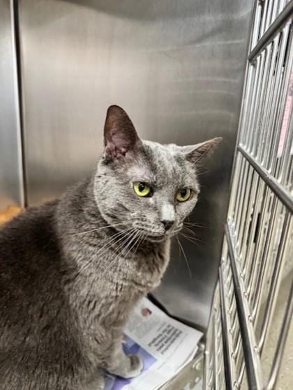 Smokey, Senior Male Domestic Short Hair